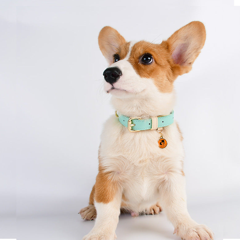 Conjunto Collar y Correa de Cuero Genuino para Perros y Gatos