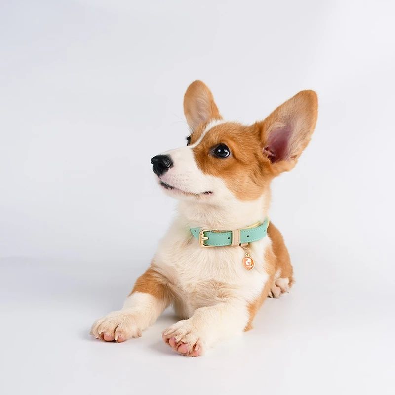 Conjunto Collar y Correa de Cuero Genuino para Perros y Gatos